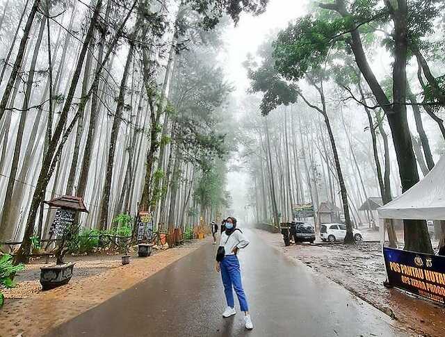 Hutan Pinus Mangunan Dlingo Bantul Yogyakarta